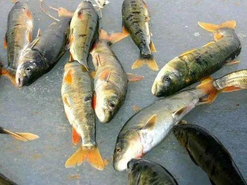 天价鱼饭店老板背景,他的逆袭之路