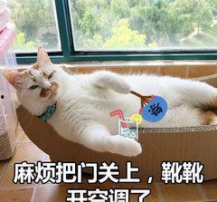 垫垫表情包,趣味横生的网络文化现象