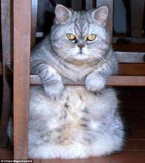 胖猫的照片,萌化你的心扉